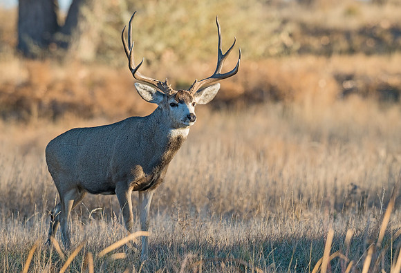 mule_deer_buck_58