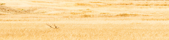 Elk_43