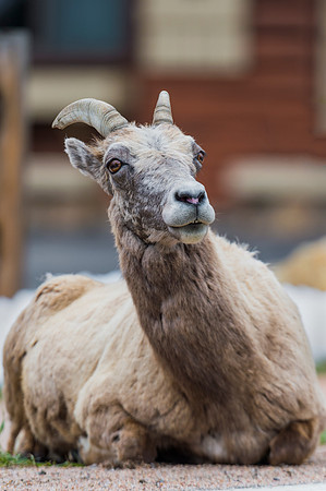 Bighorn_ewe_84