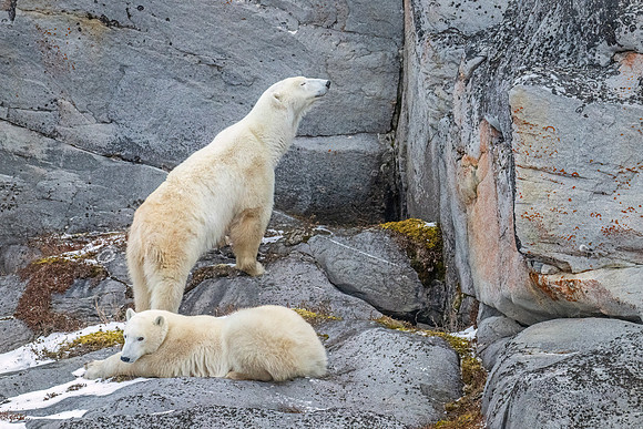Polar_bear_CH_2024_18