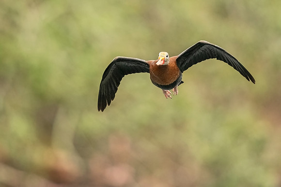 Black-bellied_whistling_duck_AudubonP_2022_2