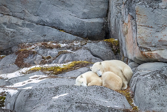 Polar_bear_CH_2024_10