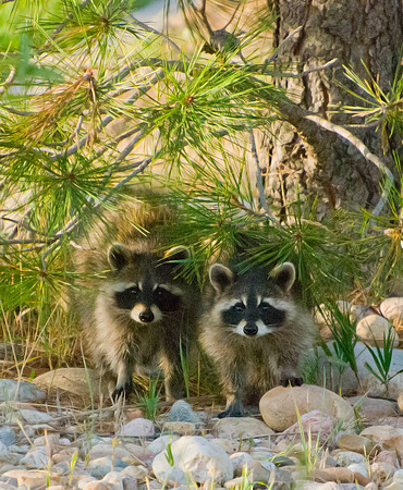 Twin racoon babies