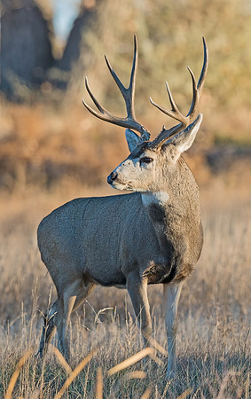 mule_deer_buck_57