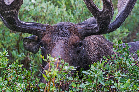Moose_78