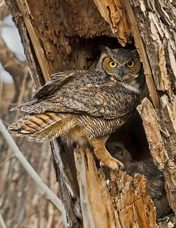 Great Horned Owl 22