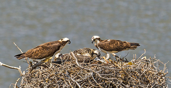 Osprey_49