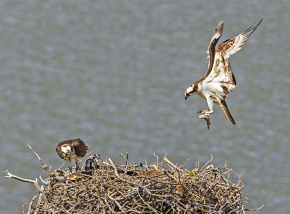 Osprey_48