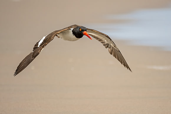 American_oystercatcher_Peru_2024_1