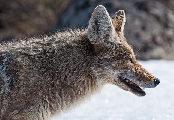 Coyote_19