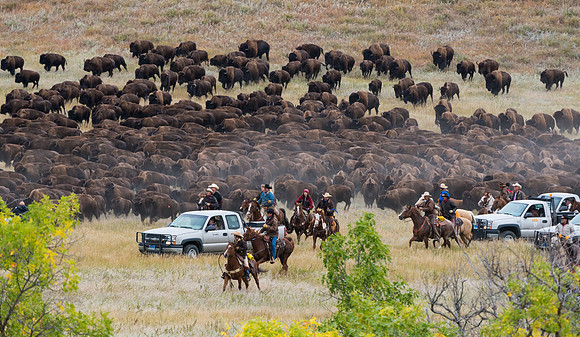 Bison_roundup_13