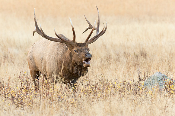 Elk_46