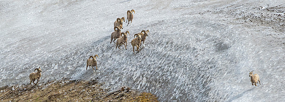 Bighorn_sheep_104