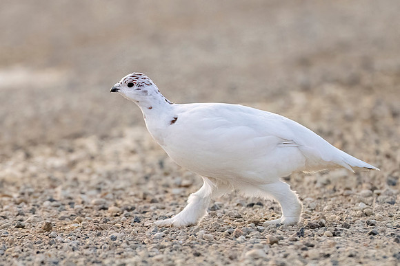 Willow_ptarmigan_CH_2024_2