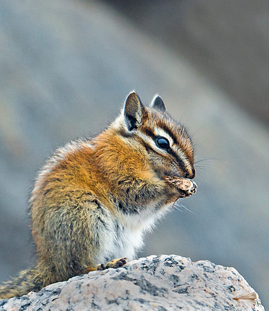 Chipmunk_4