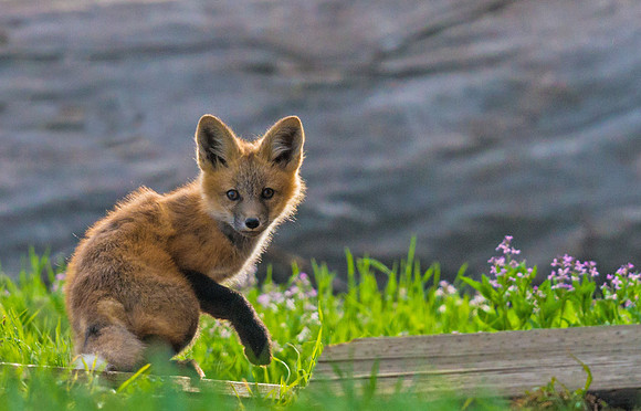 Red_fox_17