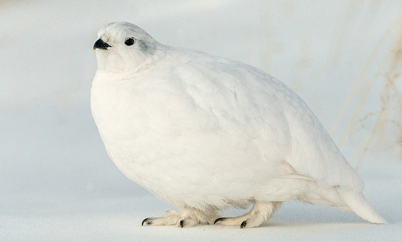 White-tailed_ptarmigan_26