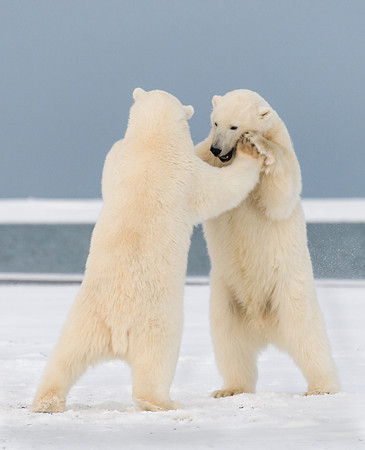 Polar_bear_2
