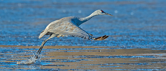Sandhill_crane_10