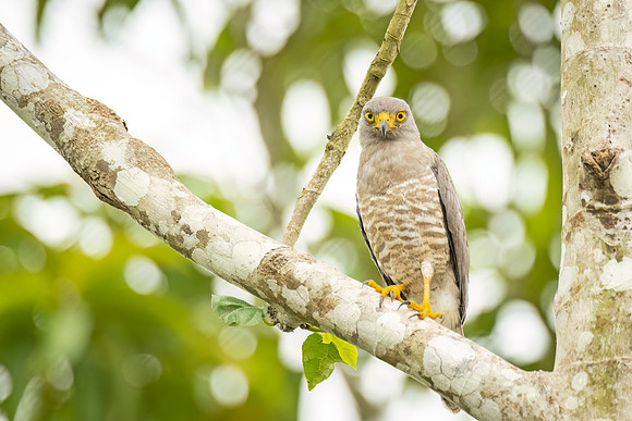 Roadside_hawk_Peru_2024_1