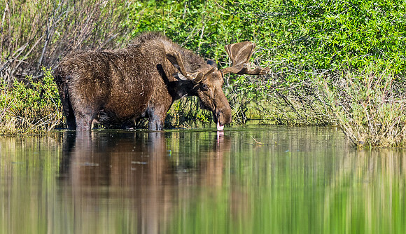 Moose_60