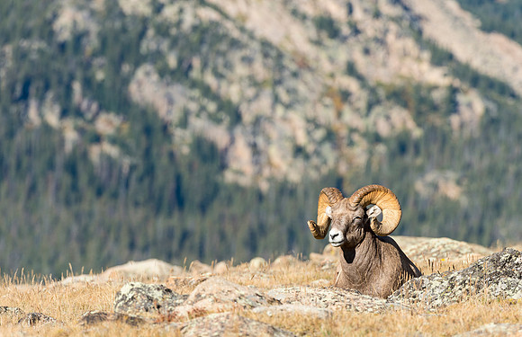 Bighorn_ram_88