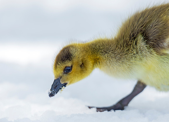 Gosling_15
