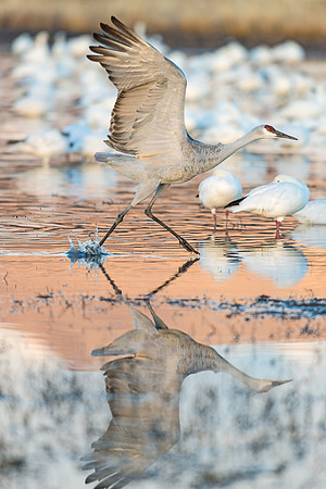 Sandhill_Crane_BDANWR_reflection_2