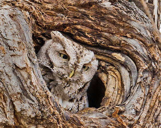 Eastern_screech_owl_1