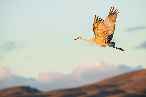 Sandhill_Crane_at Sunrise