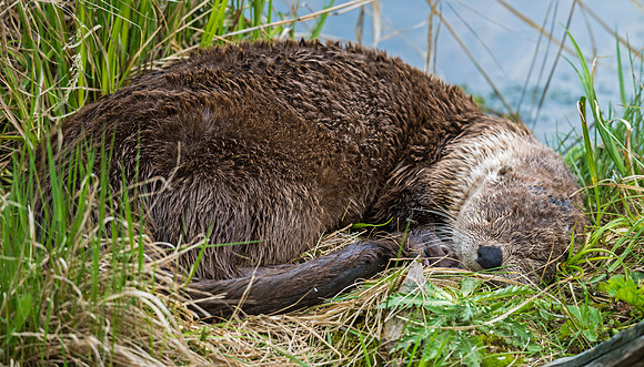 River_otter_3