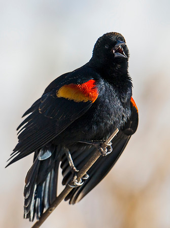 Red-winged_blackbird_5