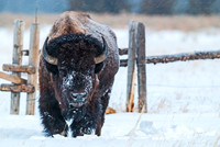 Bison_1