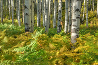 Aspens and Ferns at McClure Pass