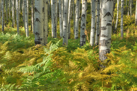 Aspens and Ferns at McClure Pass