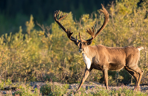 Caribou_Denali_2016-3