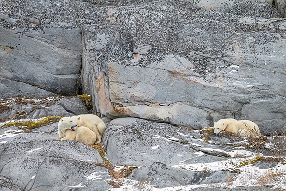 Polar_bear_CH_2024_16