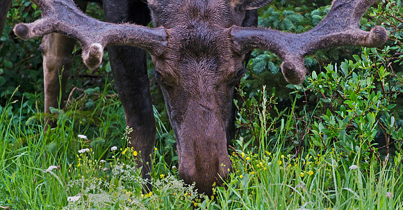 Moose_77