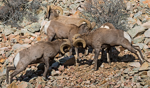 Bighorn_ram_26