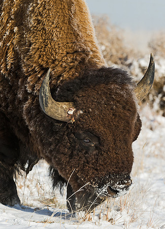 Bison_35