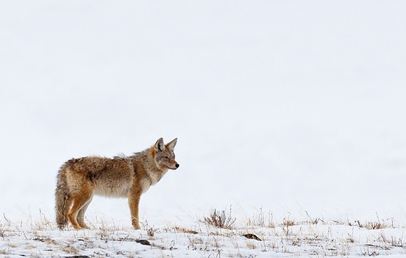 Coyote_18