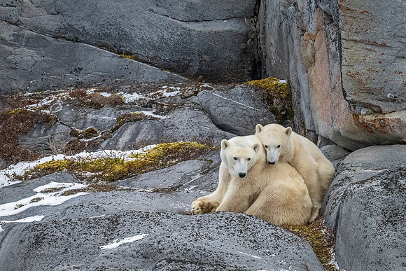 Polar_bear_CH_2024_4