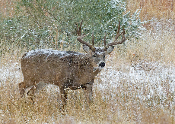 White-tailed_deer_buck_16