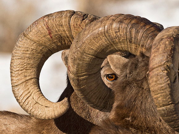 A8-Rams_Eye