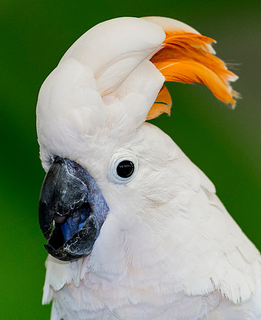 Cockatoo_1