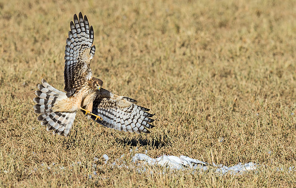 Northern_harrier_2