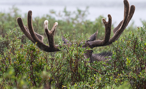 Moose_82
