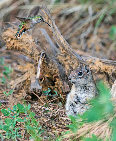 Squirrel_and_hummingbird_4