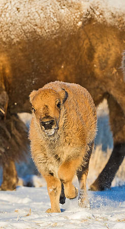 Bison_calf_49