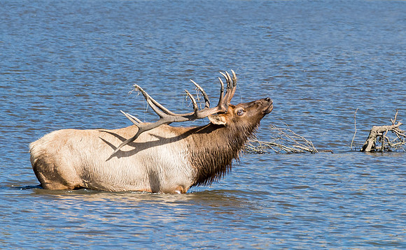 Elk_40